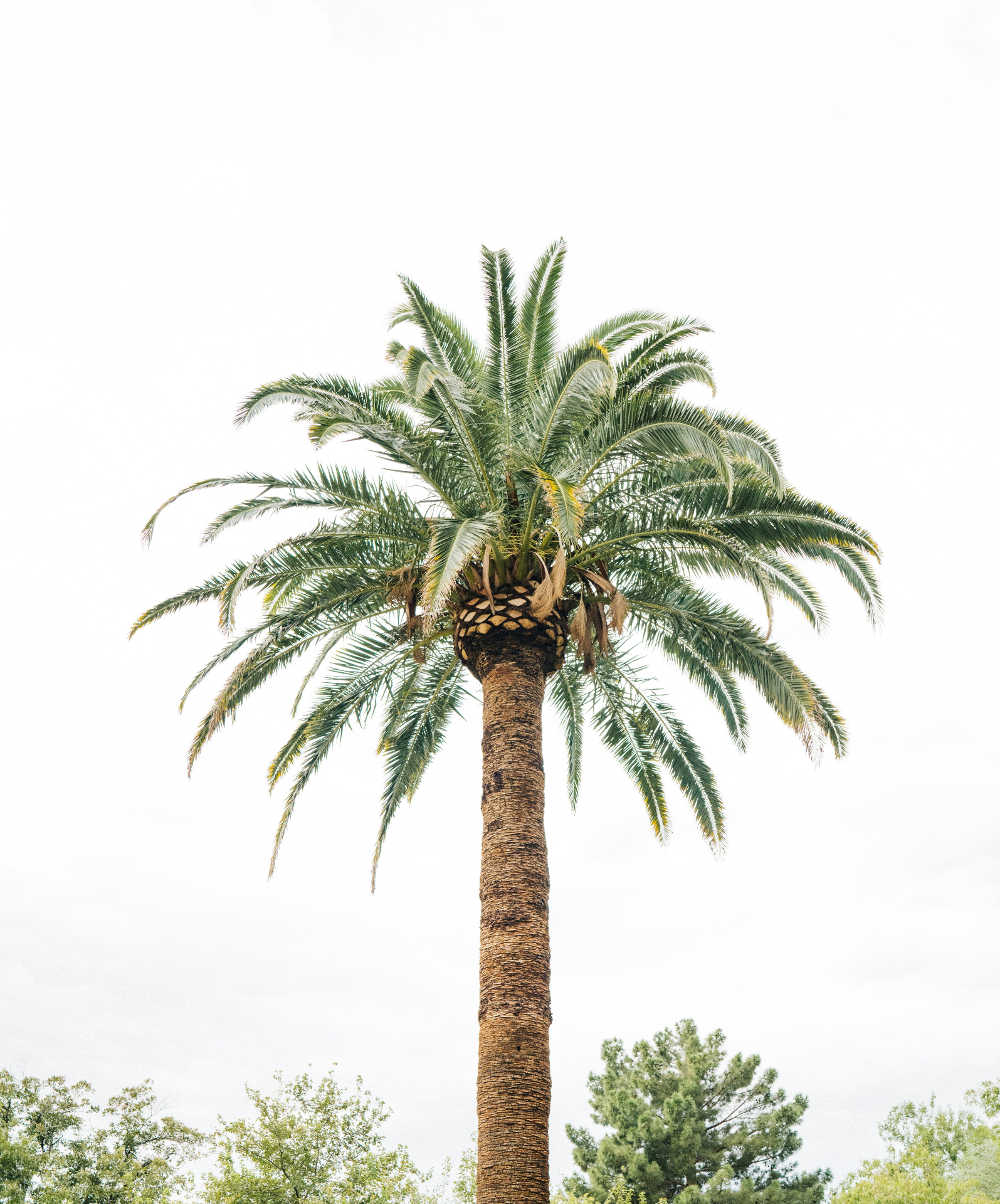 Palm Tree Services